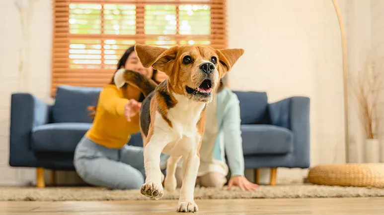 why punishment fails in dog training