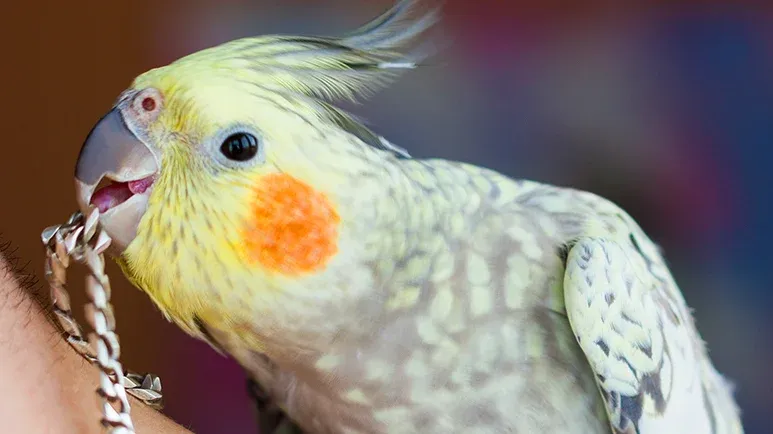 10 items toxic to birds
