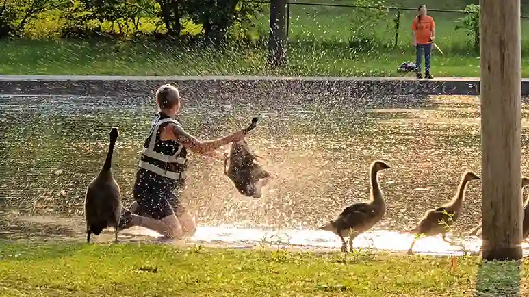 brave woman frees injured goose from fishing line