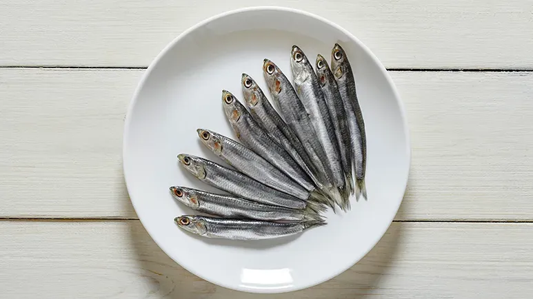 can you feed anchovies to your pet