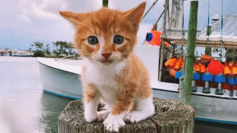 cat raised by dogs cant wait to hit the waves