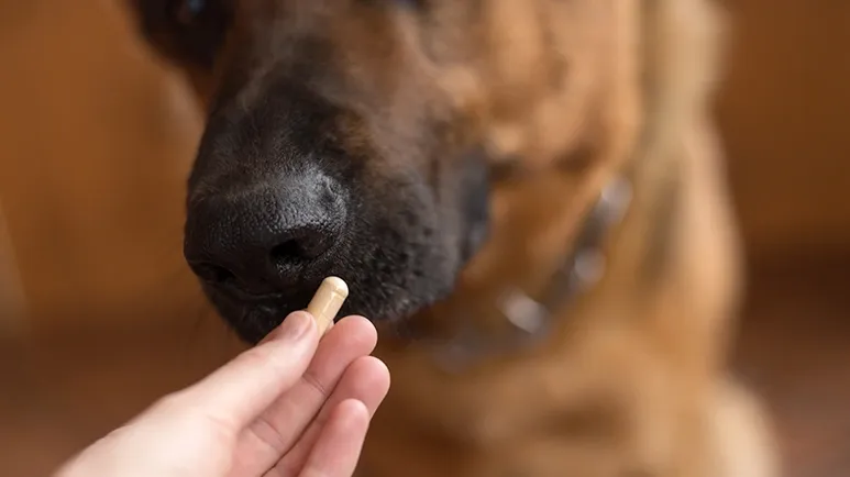 dog mdr1 drug sensitivity risk