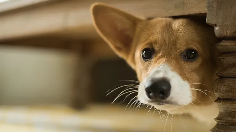 dog panic attack warning signs guide