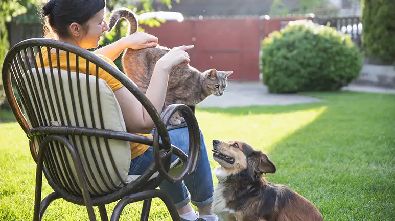 domestic violence shelters adding pet kennels