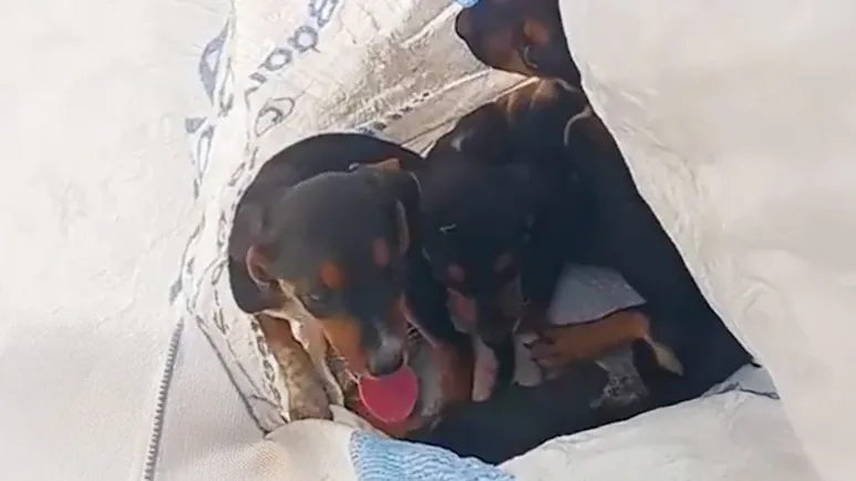 left in a bag saved just in time