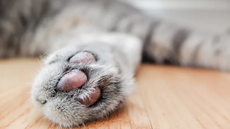 new york to ban cat declawing