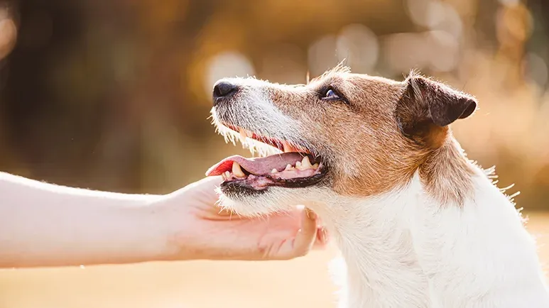 obesity and sterilization in dogs