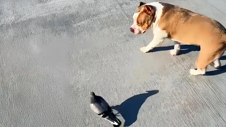 pigeon and pit bull are inseparable best friends