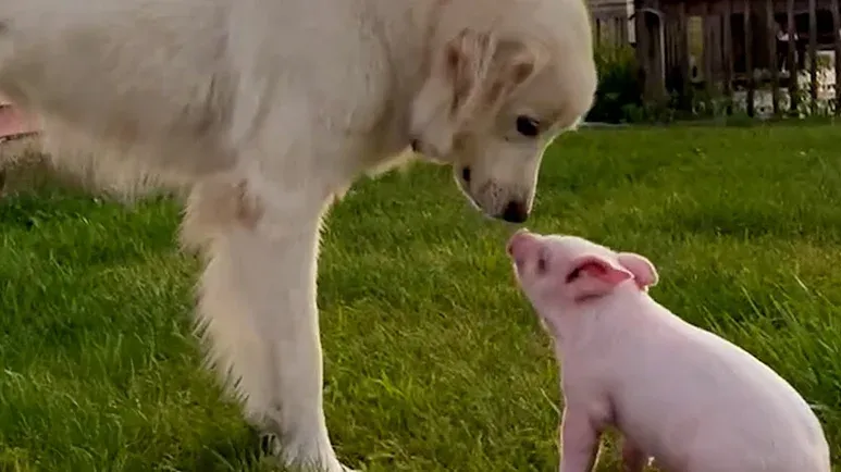 rescue dog adopts piglet who fell off a truck