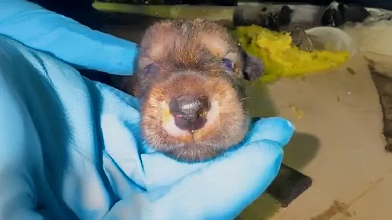 rescuers cant believe where mama dog hid her puppies