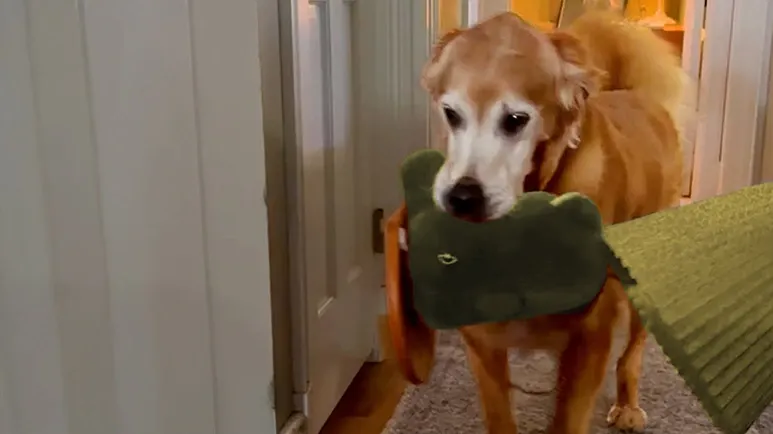 senior golden steals the strangest things for bed