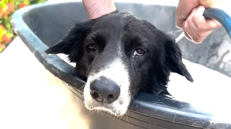 sick dog found at 7 eleven transforms into happy pup