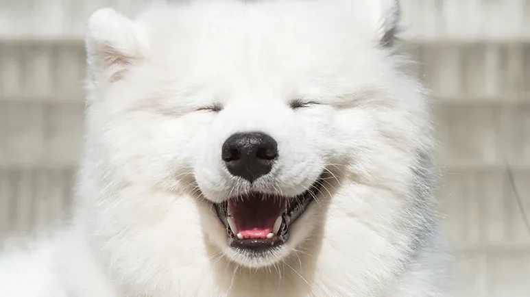 size related undesirable dog behavior