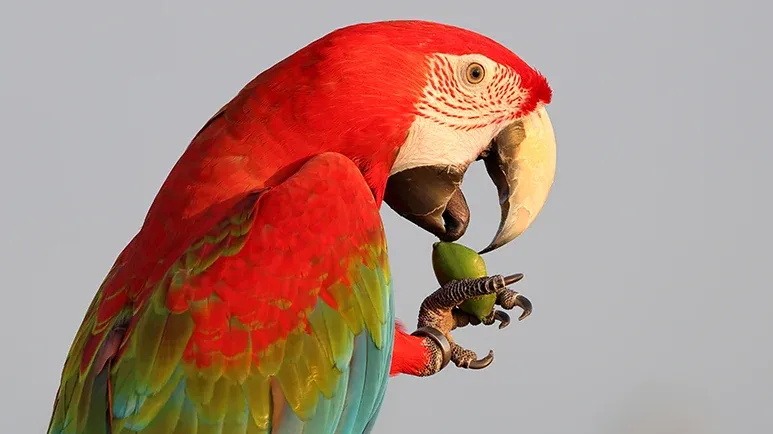 fascinating parrot facts