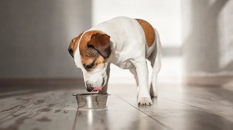 anti-inflammatory foods for dogs