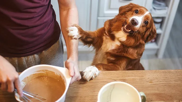 cinnamon safety for dogs