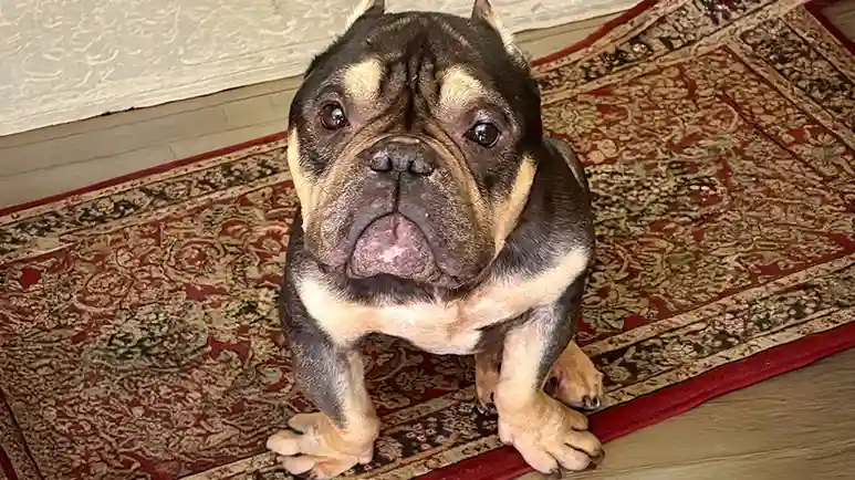 damaged goods bulldog turns out perfect