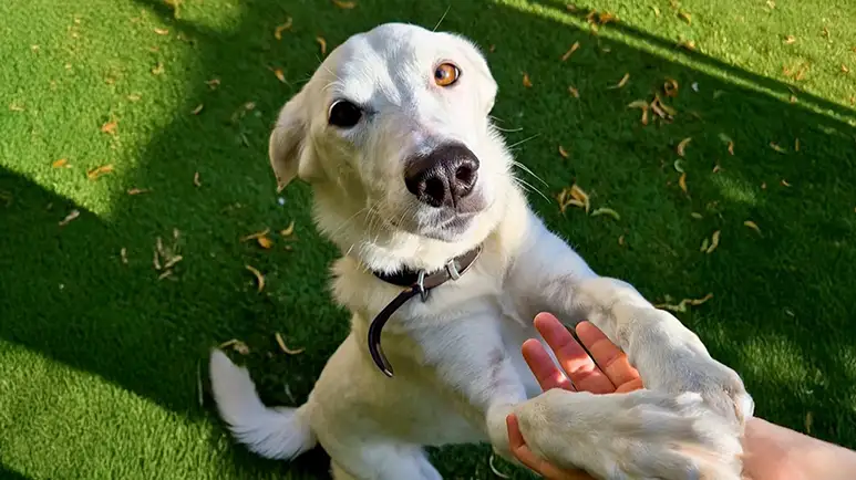 deaf rescue dog learns sign language