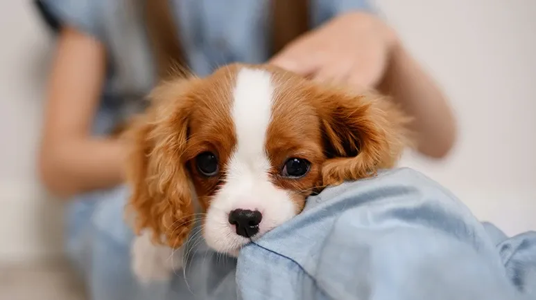 dog mental stimulation