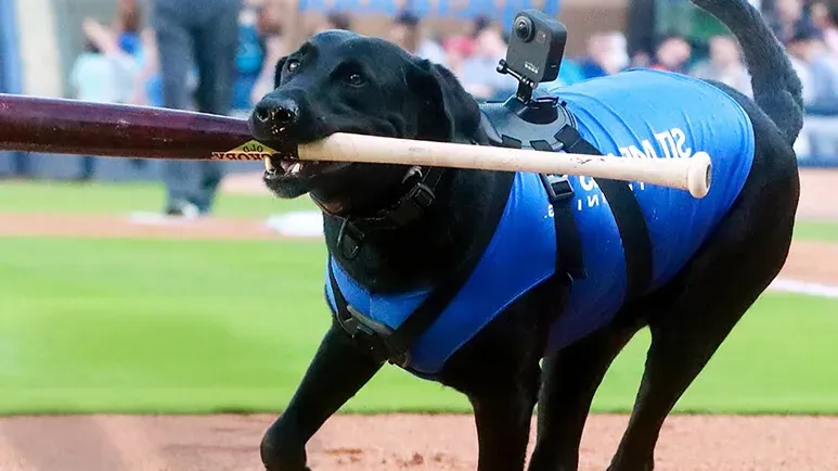 dog turns fetching into a pro baseball career