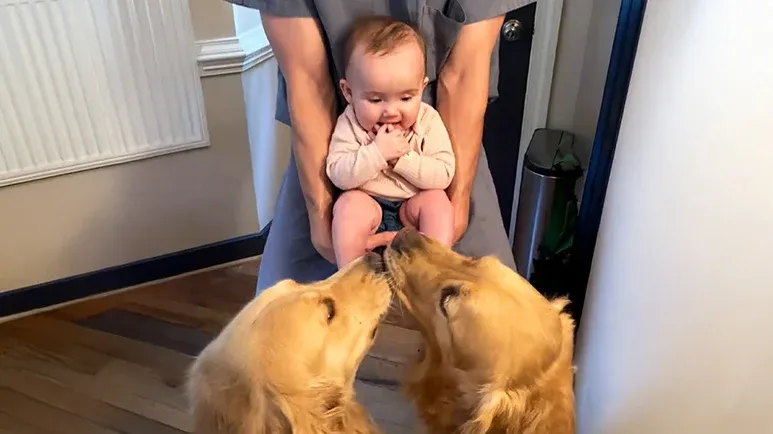 dogs greet baby every morning with love