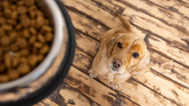 dry dog food linked to megaesophagus