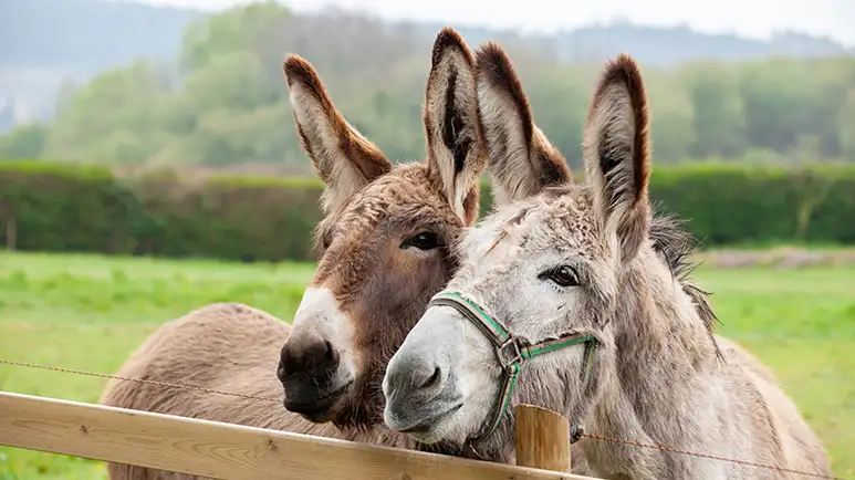 facts about donkeys