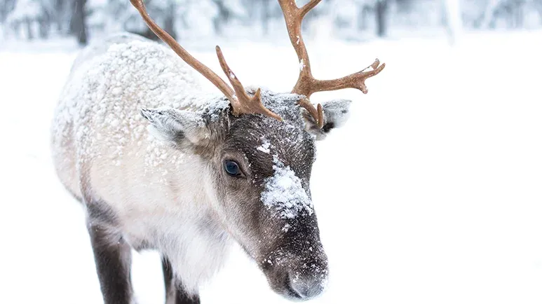 fascinating facts about reindeer