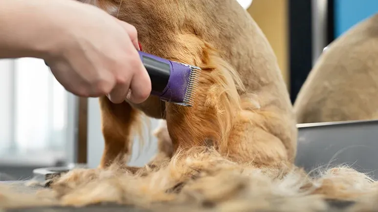 how to control dog shedding hair