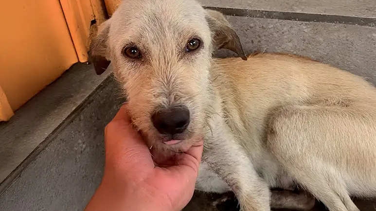 man risks everything to save his dogs