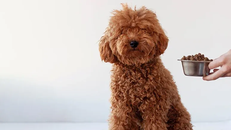 mycotoxins in dog food