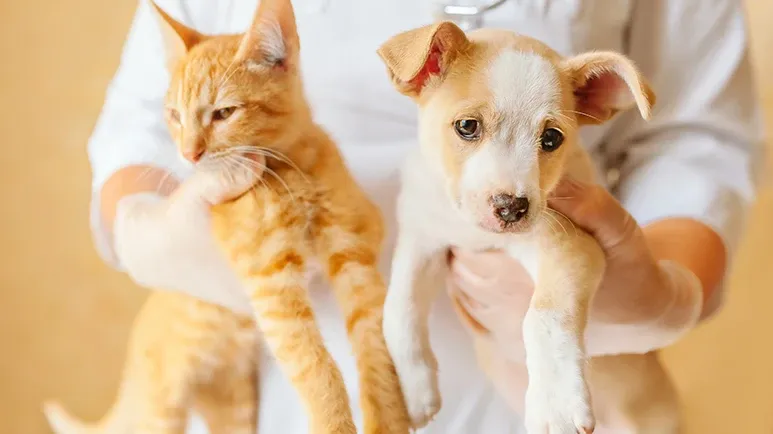 pets hypoparathyroidism