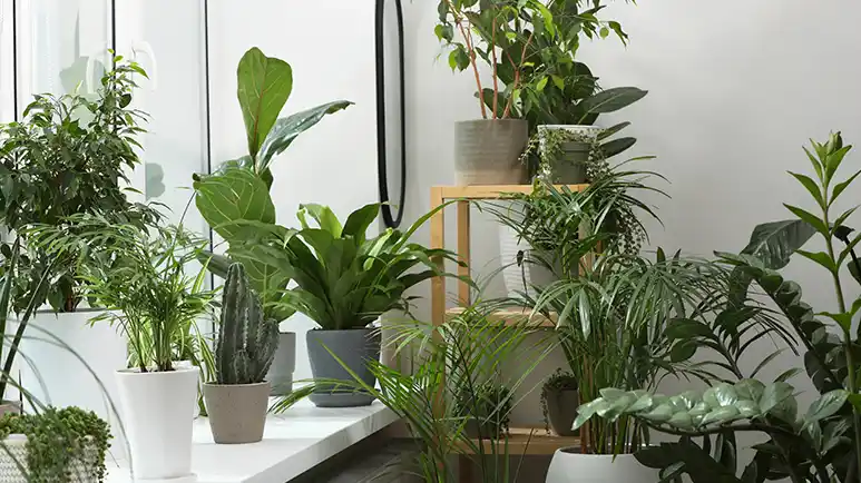 plants that can kill your pet