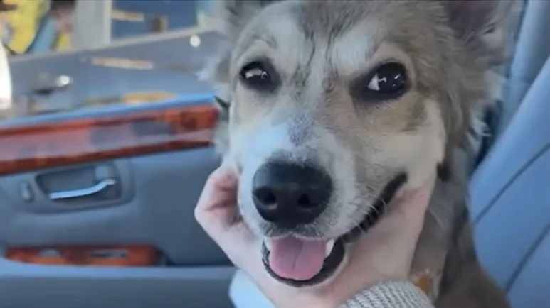 scary coyote encounter turns into a love story