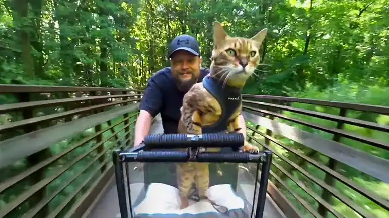the cat who refuses to travel any way but by bike