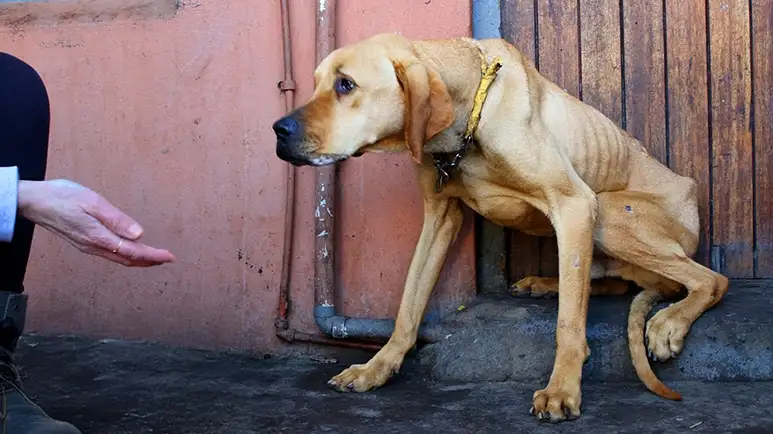 the starving dog on a chain who became a giant goofball