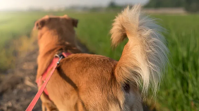 understanding your dogs tail