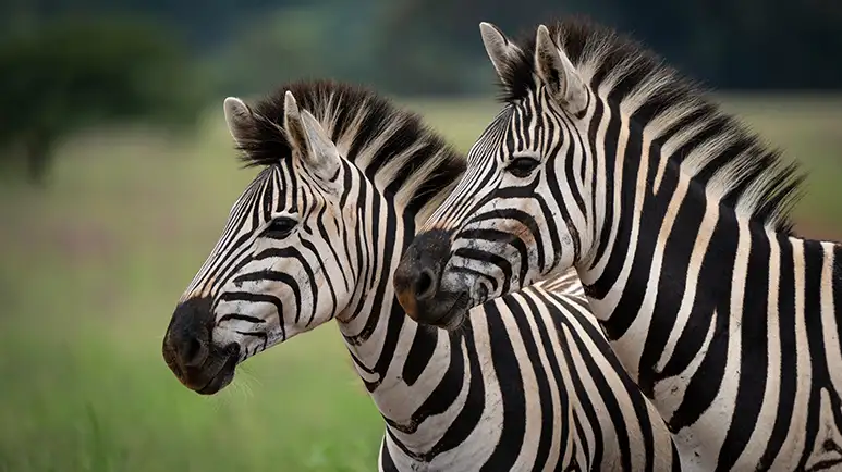 zebra stripe patterns