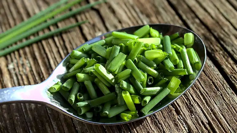 can you feed chives to your pet