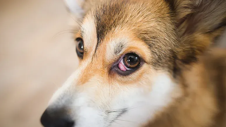 cherry eye in dogs causes treatment