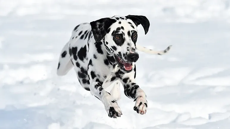 dalmatians
