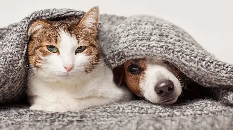 esensitization counterconditioning pets