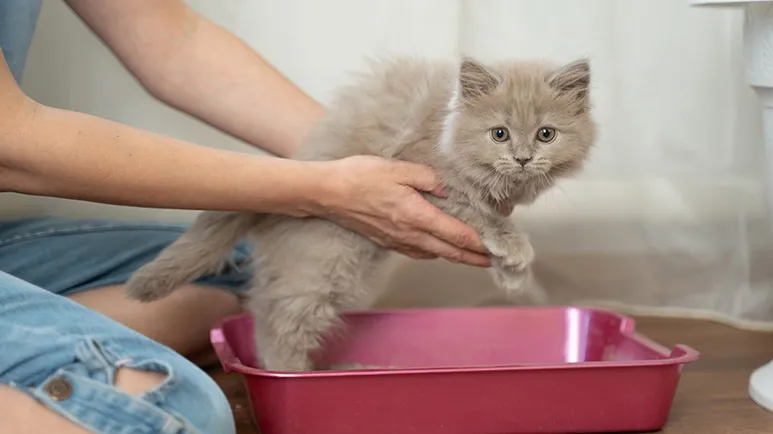 feline idiopathic cystitis