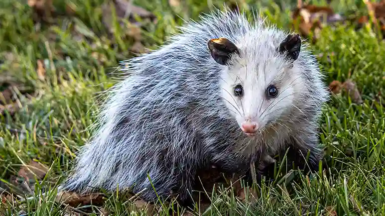 opossums snakebite antidote