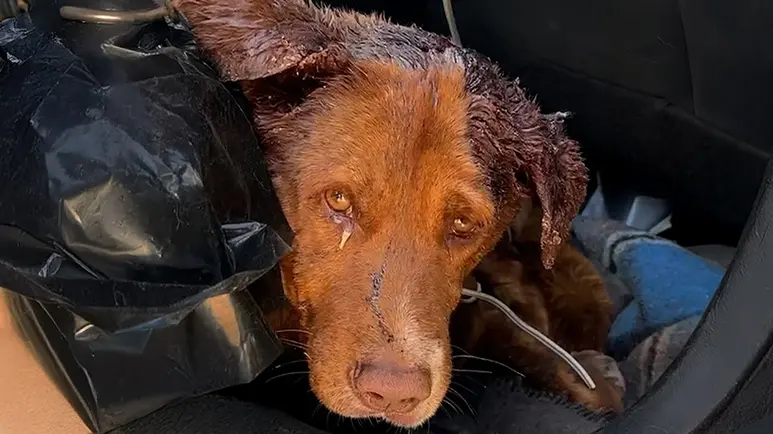 the injured dog who refused to leave his best friend behind