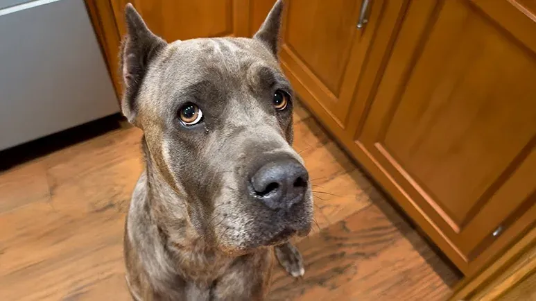 this impossible shelter dog just needed one person