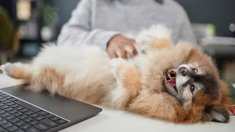 ways to show dog attention