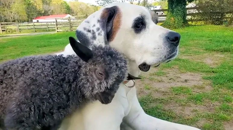 wobbly baby goat figures out zoomies for the first time