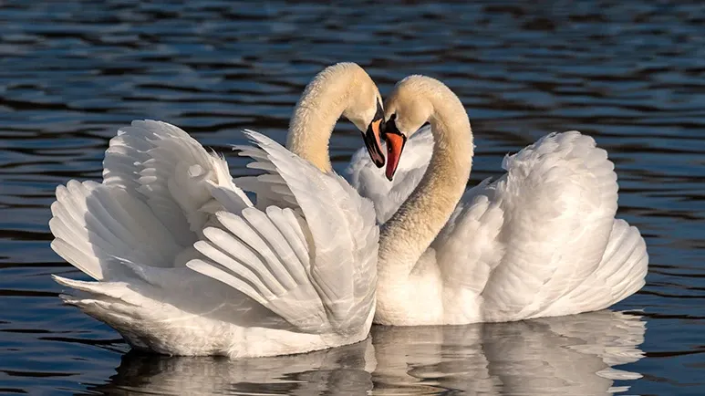 10 animals that mate for life