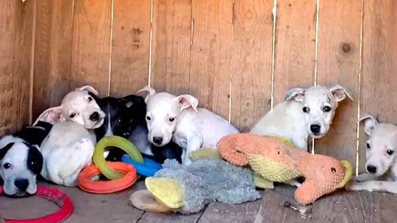 6 puppies found shaking in the desert get a rare happy ending